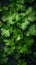 Parsley leaves with water droplets on a dark background.