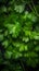 Parsley leaves with water droplets on a dark background.