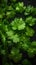 Parsley leaves with water droplets on a dark background.