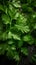 Parsley leaves with water droplets on a dark background.