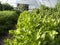 Parsley and other herbs in greenhouse