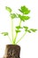 Parsley (Petroselinum crispum)