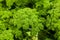 Parsley Petroselinum crispum