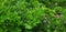 Parsley or petroselinum crispum growing in the ground.
