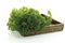 Parsley (Petroselinum crispum) in wood basket, close-up