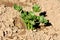 Parsley or Petroselinum crispum young freshly planted flowering vegetable plant in local urban garden surrounded with dry soil