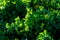 Parsley Petroselinum hortense