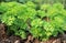 Parsley plant