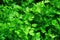 Parsley Plant