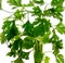 Parsley plant