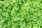 Parsley plant background