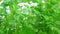 Parsley plant close up growing organic useful plants