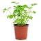 Parsley plant in a flowerpot