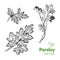 Parsley plant and leaves vector hand drawn illustration
