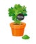 Parsley Plant in Pot Table Vector Illustration