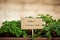 Parsley plant on urban garden