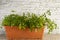 parsley in a pot on a white brick wall background