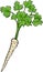 Parsley root vegetable cartoon illustration