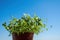 Parsley seedlings in brown pot on blue sky background. Growing micro greens at home