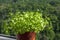 Parsley seedlings on windowsill on green forest background