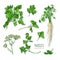 Parsley set. Hand drawn colorful collection with greens, bunch, leaf, root, flower. Vector illustration.