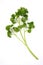 Parsley Sprig