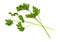 Parsley sprigs on a white background