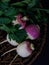 Parsley and turnip  leaves  are placed next to each other.