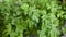 Parsley in vase, close-up