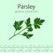 Parsley Vector Image