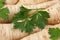 Parsley vegetable root closeup