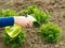 Parsley Watering