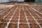 Parsley will sprout in soil tray