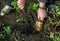 Parsnip being pulled from the ground.