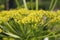 Parsnip flowers