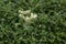 Parsnipflower buckwheat Eriogonum heracleoides var. heracleoides, off-white flowers