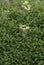 Parsnipflower buckwheat Eriogonum heracleoides var. heracleoides, with off-white flowers