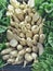 Parsnips- Stockpile of fresh vegetables, Johannesburg, South Africa