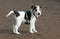 Parson Jack Russell puppy