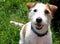 parson jack russell terrier