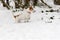 Parson Jack Russell Terrier in deep snow