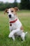 Parson Jack Russell Terrier offering his paw
