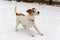 Parson Jack Russell Terrier ready to play