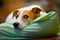 Parson Jack Russell terrier resting on his bed
