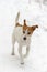 Parson Jack Russell Terrier running in snow