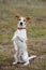 Parson Jack Russell terrier sitting up and begging