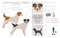 Parson Russel terrier broken haired clipart. Different poses, coat colors set