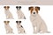 Parson Russel terrier broken haired clipart. Different poses, coat colors set