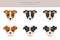 Parson Russel terrier clipart. Different poses, coat colors set