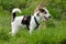 Parson Russell terrier